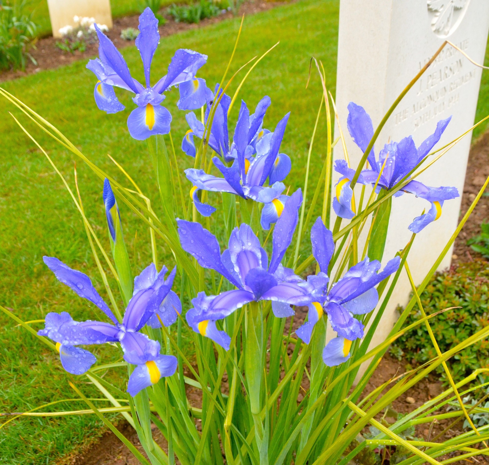 Blue flag iris flowers blooming in the cemetery grounds